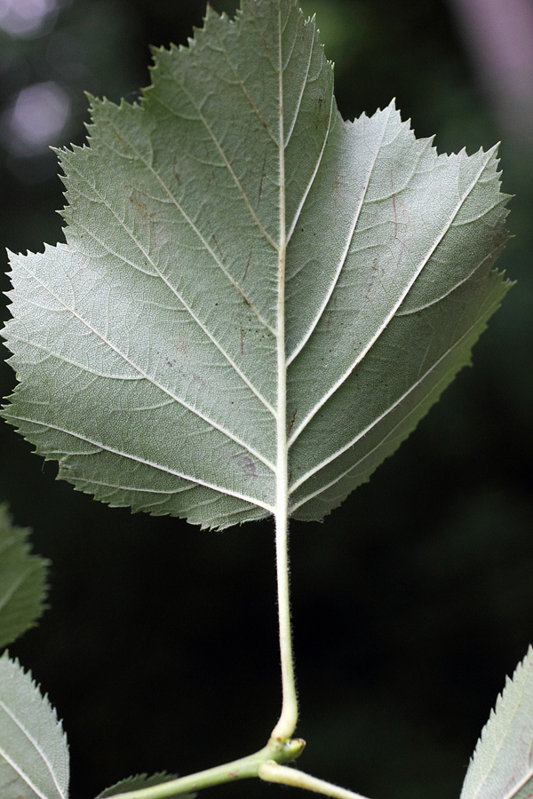 Image of Crataegus coccinioides specimen.