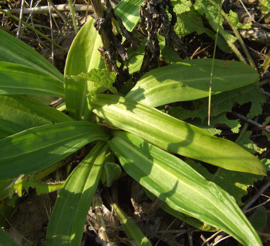 Изображение особи Gentiana cruciata.