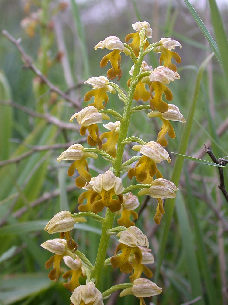 Image of Orchis punctulata specimen.