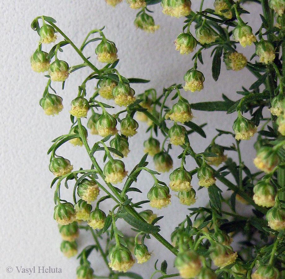 Image of Artemisia annua specimen.