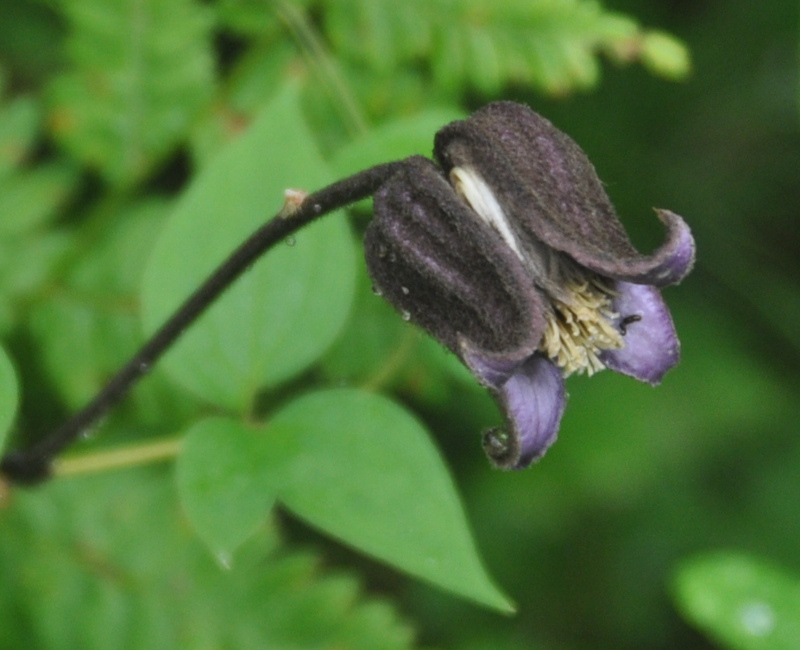 Image of Clematis fusca specimen.