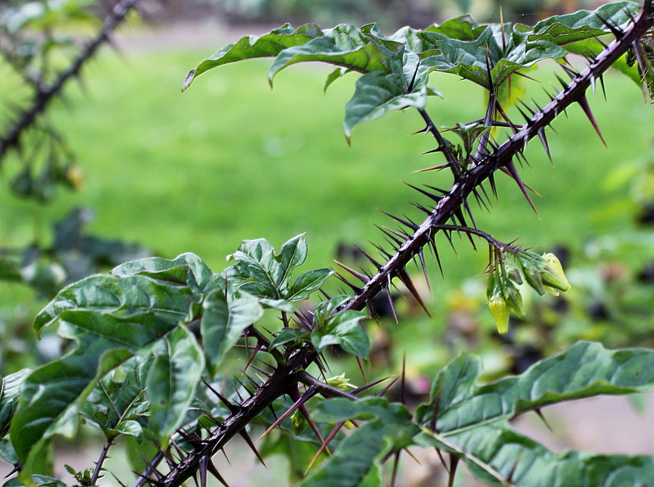 Image of Solanum atropurpureum specimen.