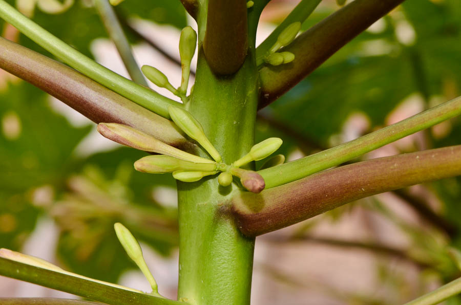 Image of Carica papaya specimen.