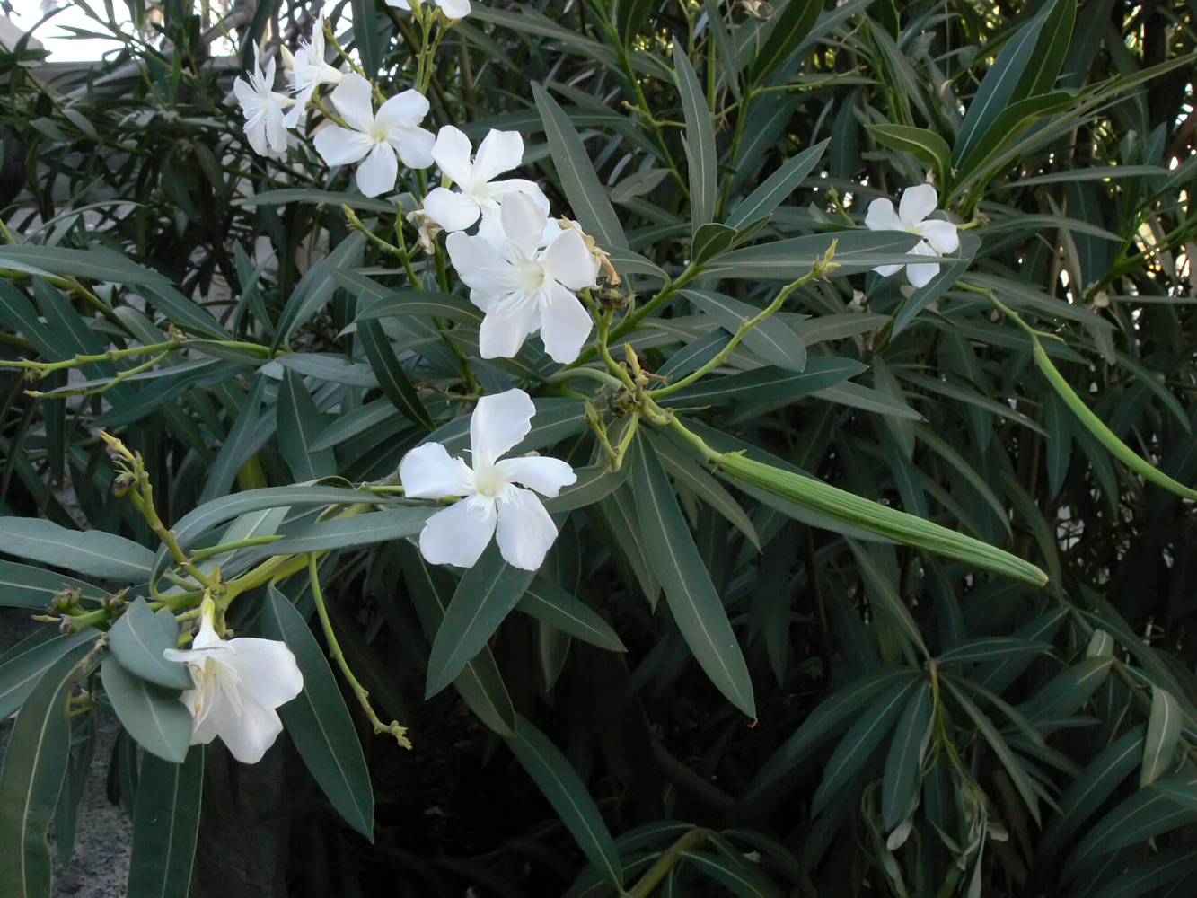 Изображение особи Nerium oleander.