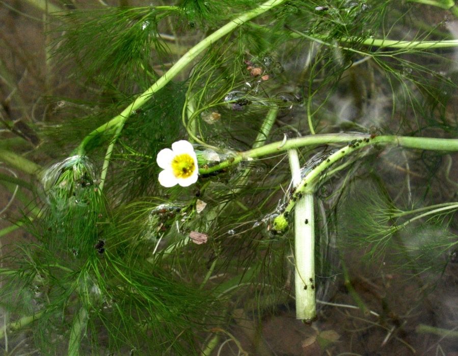 Image of Ranunculus sphaerospermus specimen.