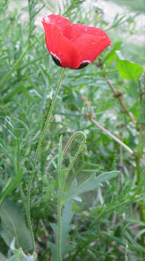 Image of Papaver umbonatum specimen.