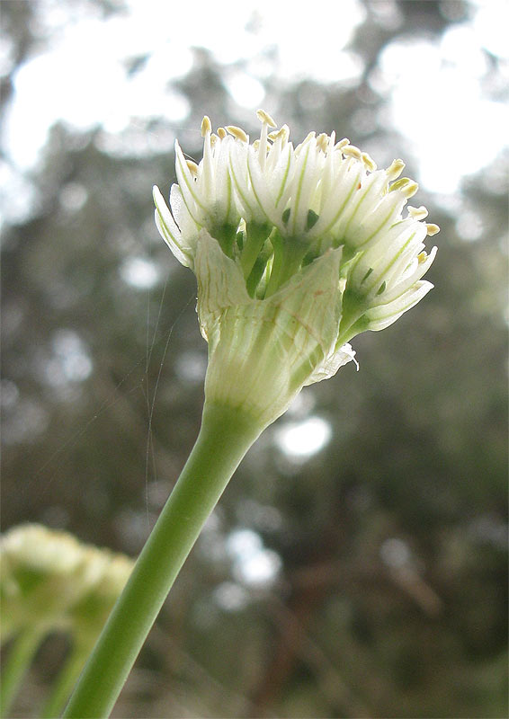 Image of Allium israeliticum specimen.