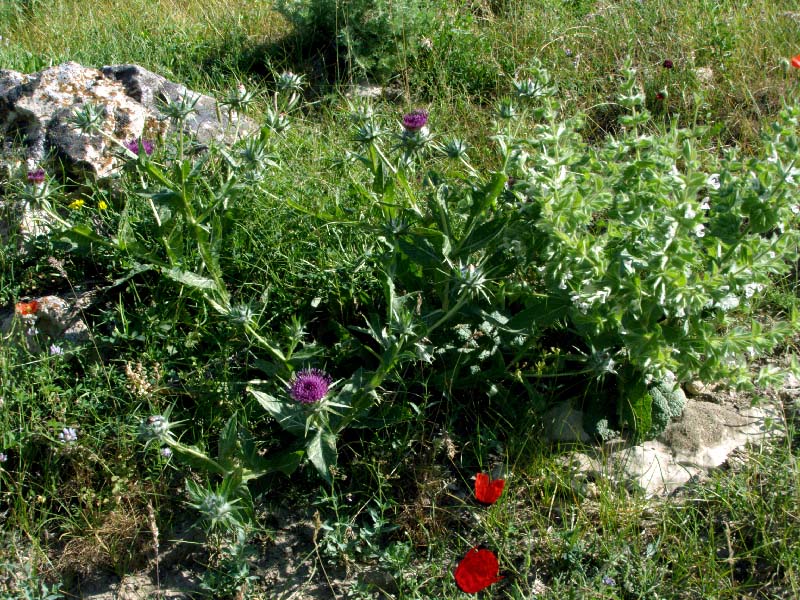 Image of Salvia spinosa specimen.