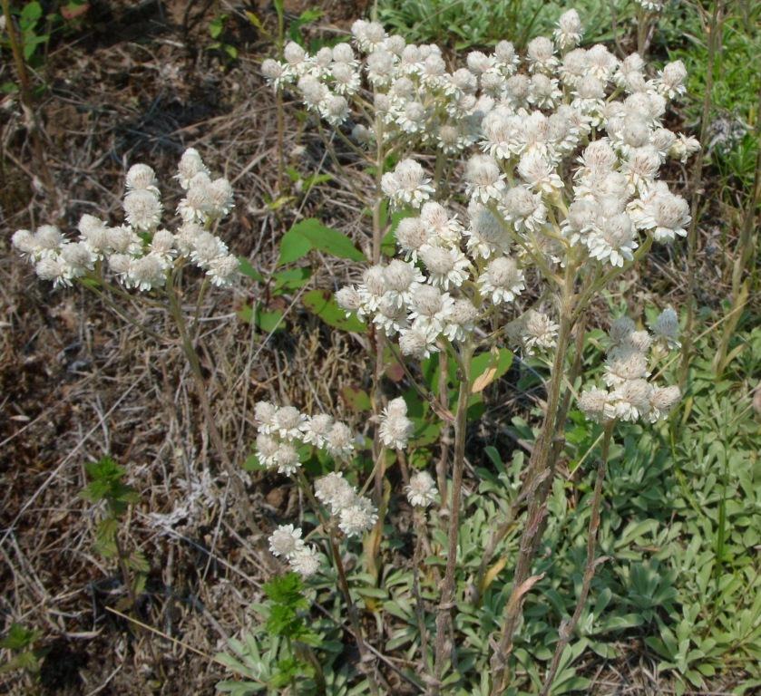 Image of Antennaria dioica specimen.