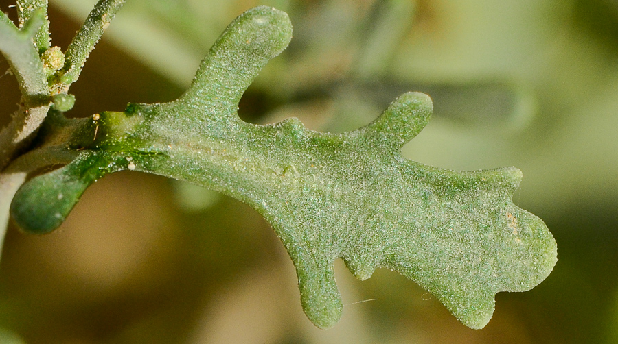 Image of Savignya parviflora specimen.