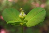 Euphorbia tauricola. Соцветие. Горный Крым, буковый лес в окр. с. Соколиное. 5 мая 2013 г.