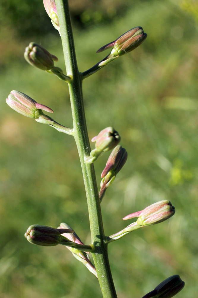 Image of Delphinium semibarbatum specimen.