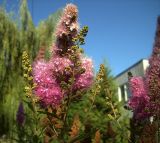 Spiraea × billardii. Соцветие с цветками и бутонами. Курская обл., г. Железногорск, в посадке. 18 июля 2007 г.