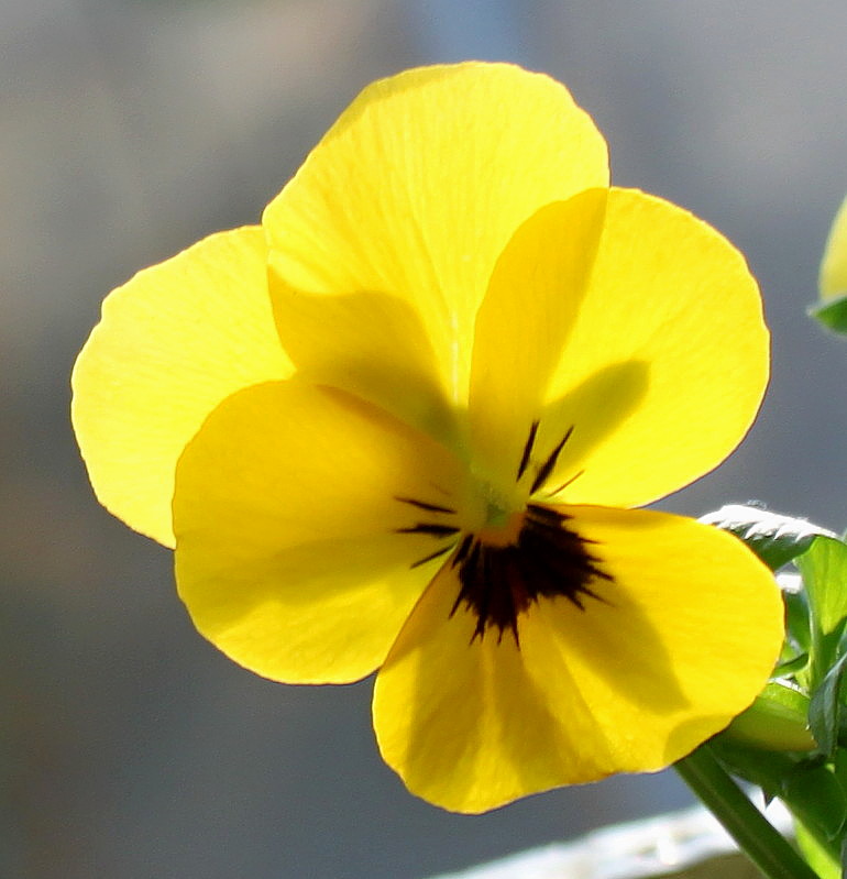 Image of genus Viola specimen.