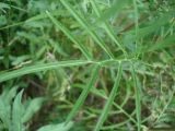 Sisymbrium altissimum. Лист. Украина, г. Запорожье, балка возле пос. Солнечный. 02.06.2013.