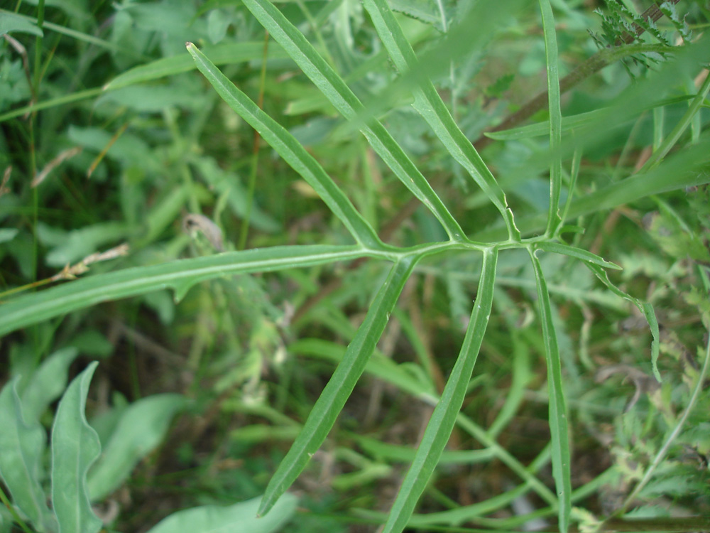 Image of Sisymbrium altissimum specimen.