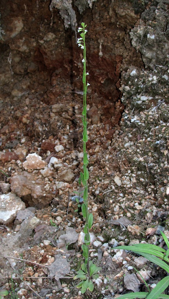 Изображение особи Arabis borealis.