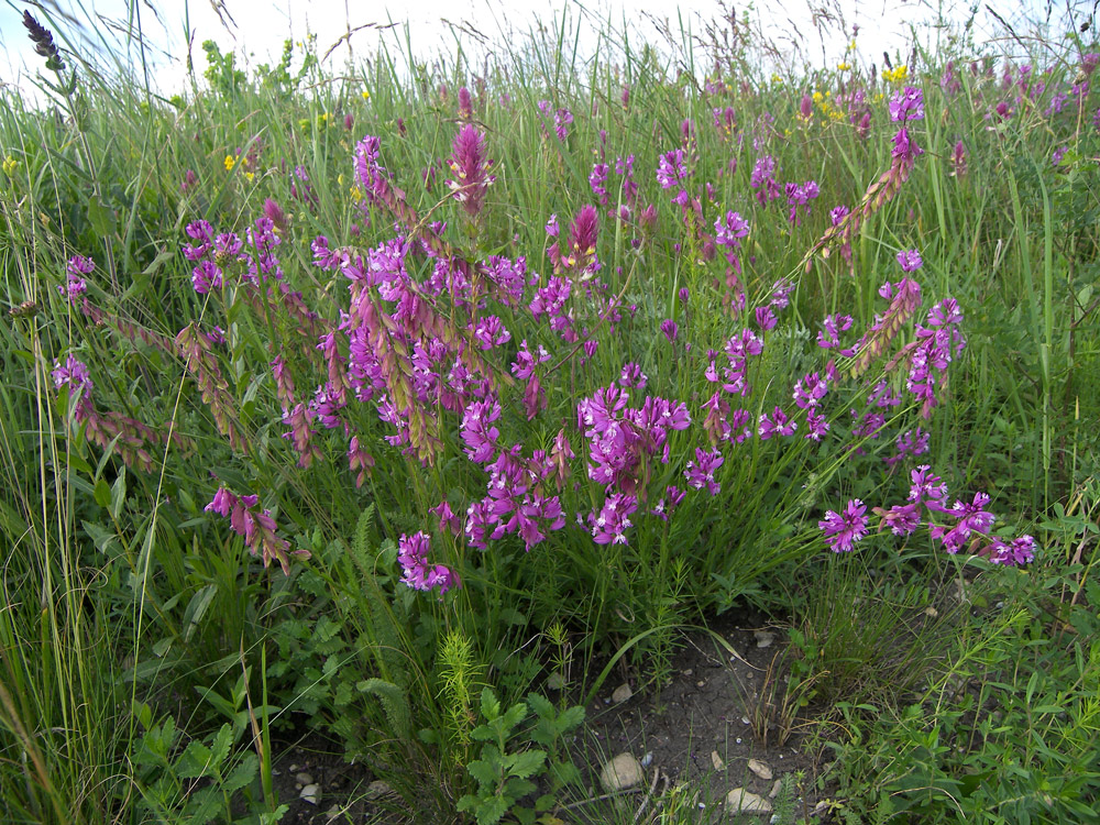 Изображение особи Polygala major.