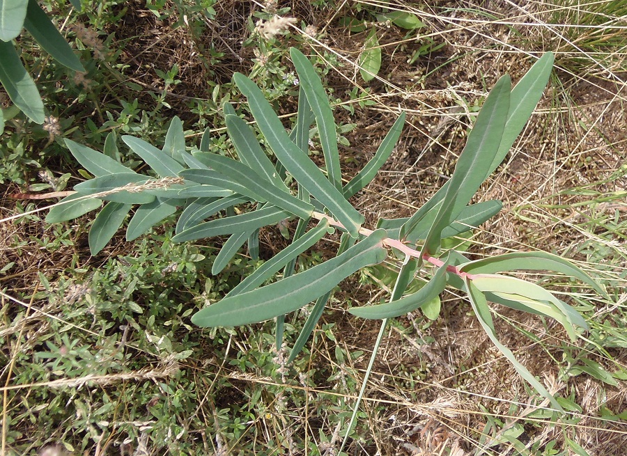 Image of Euphorbia palustris specimen.