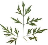 Aethusa cynapium. Лист среднего яруса генеративного побега (гербарный образец). Украина.