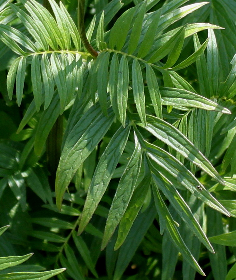 Image of Valeriana phu specimen.