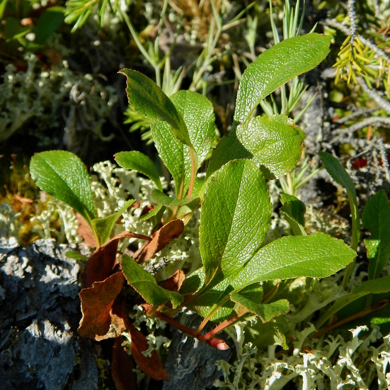 Image of Arctous erythrocarpa specimen.