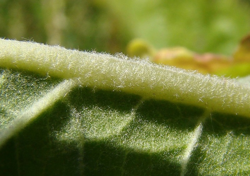 Image of Verbascum lychnitis specimen.