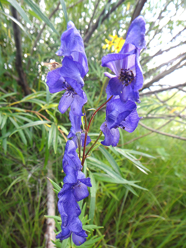 Image of Aconitum turczaninowii specimen.