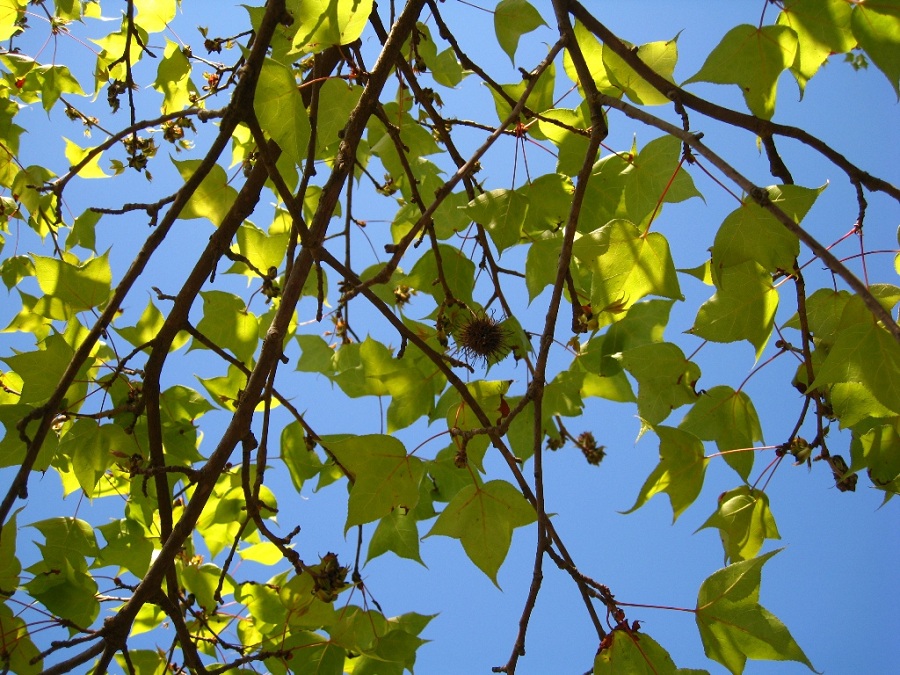 Image of Liquidambar formosana specimen.