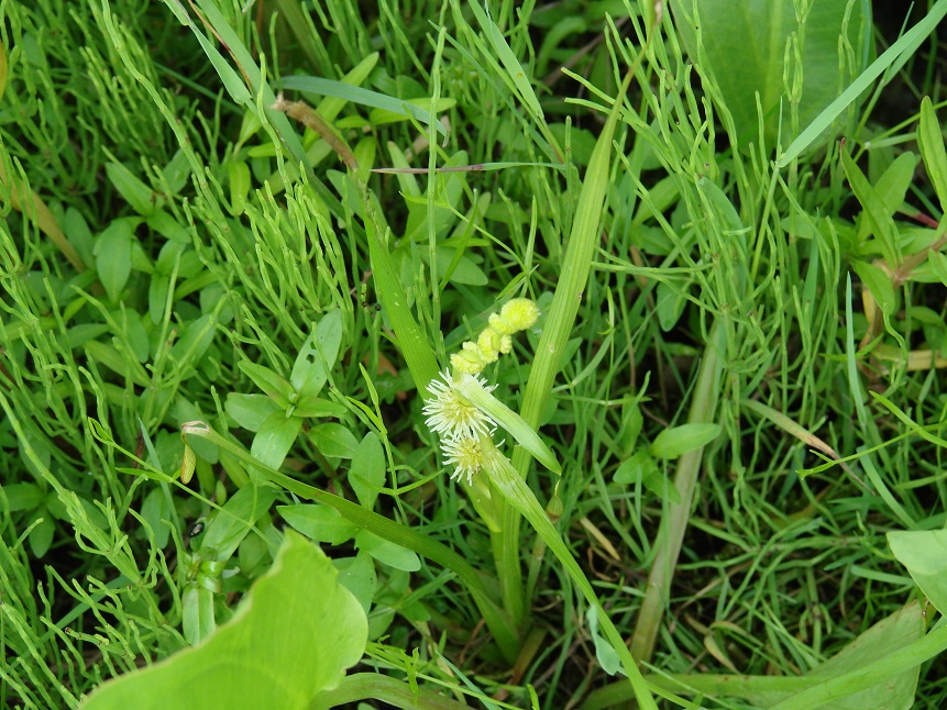 Image of Sparganium emersum specimen.