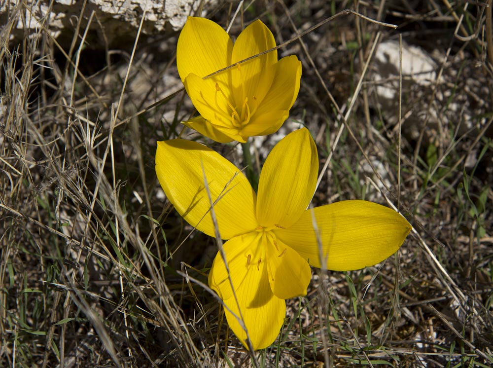 Изображение особи Sternbergia lutea.