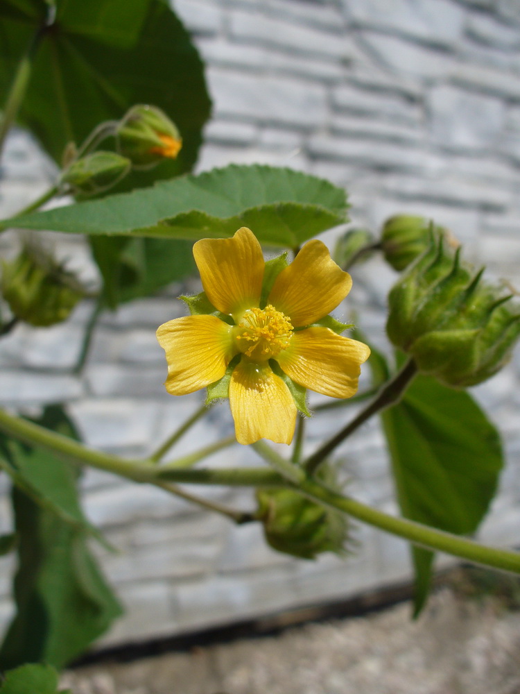 Изображение особи Abutilon theophrasti.