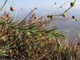 Linum tenuifolium. Верхушка плодоносящего растения. Краснодарский край, Абинский р-н, хр. Грузинка, гора Шизе. 02.11.2013.