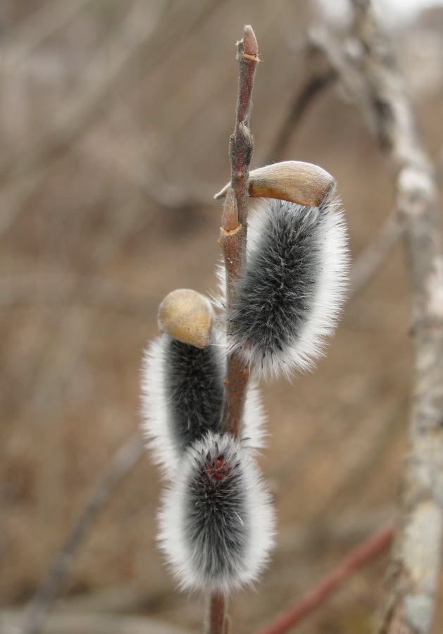 Изображение особи Salix siuzevii.