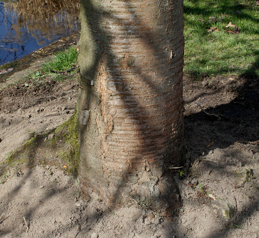 Image of Prunus serrulata specimen.