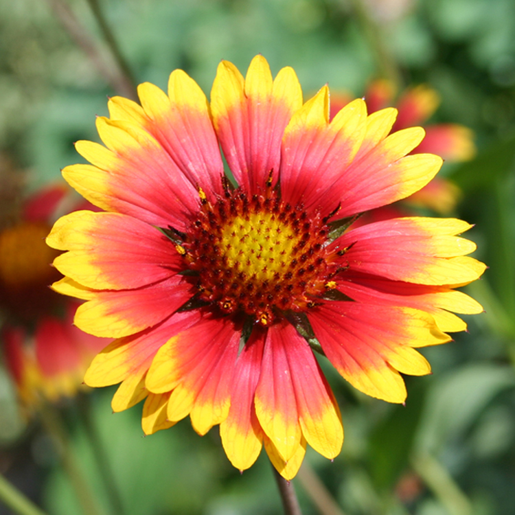 Image of Gaillardia aristata specimen.