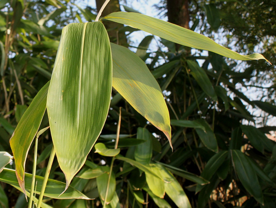 Image of Sasa palmata specimen.