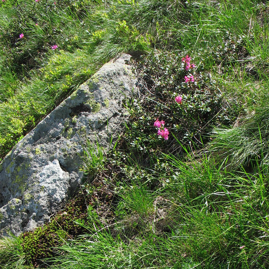 Image of Rhododendron kotschyi specimen.