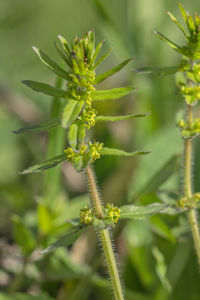 Изображение особи Cruciata laevipes.