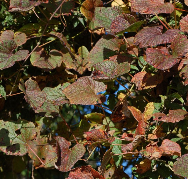 Image of Vitis amurensis specimen.