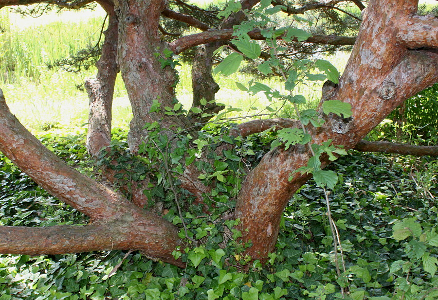 Image of Pinus sylvestris specimen.