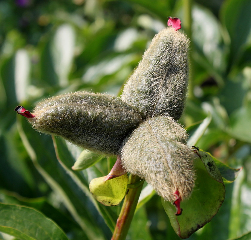 Image of Paeonia lactiflora specimen.