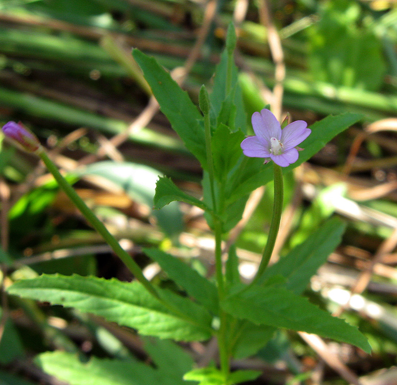 Image of Epilobium tetragonum specimen.