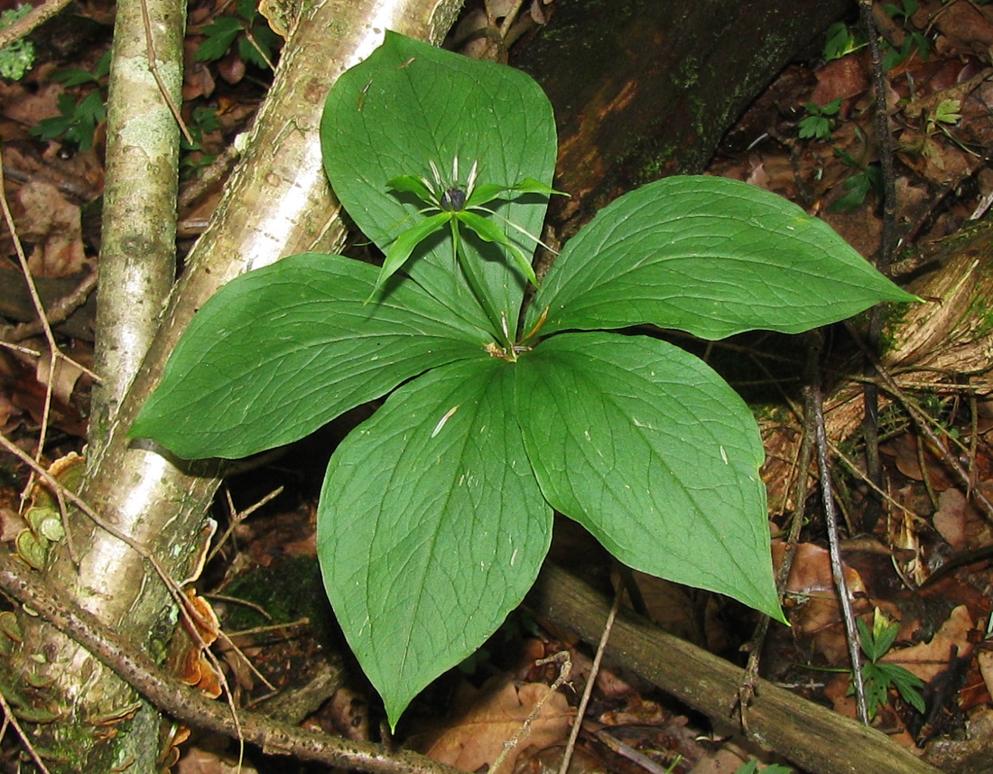 Image of Paris quadrifolia specimen.