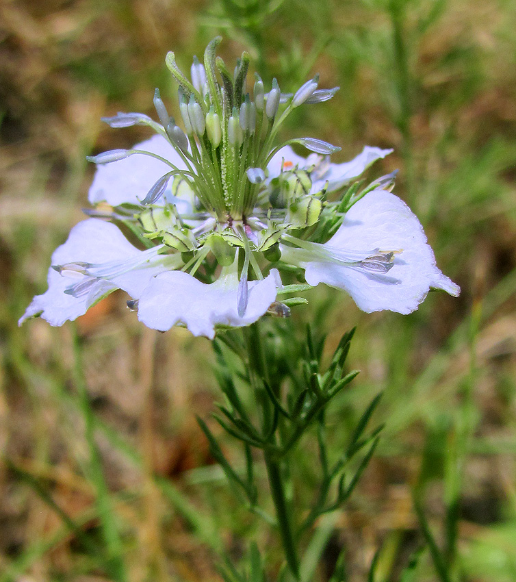 Image of Nigella arvensis specimen.