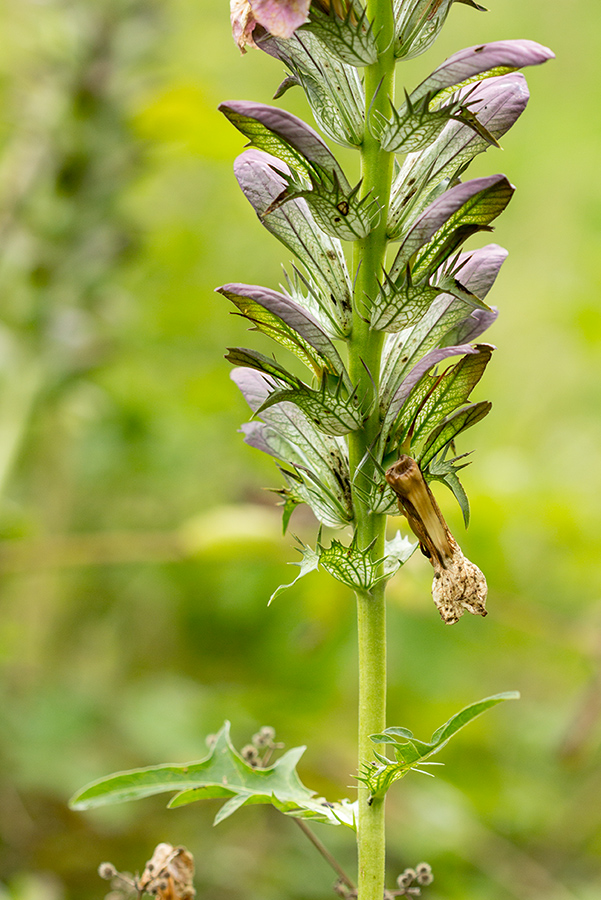 Изображение особи род Acanthus.