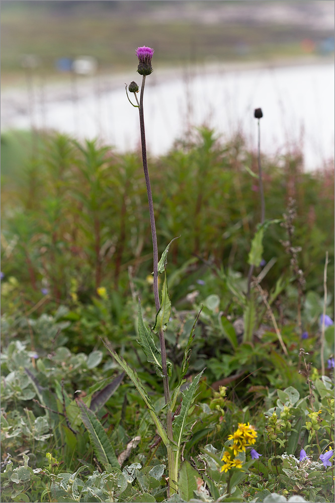 Изображение особи Cirsium heterophyllum.