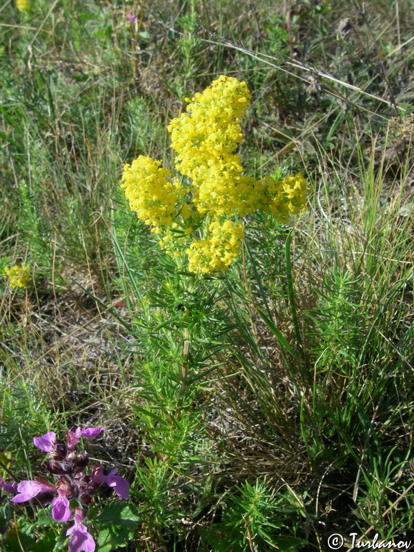 Изображение особи Galium verum.