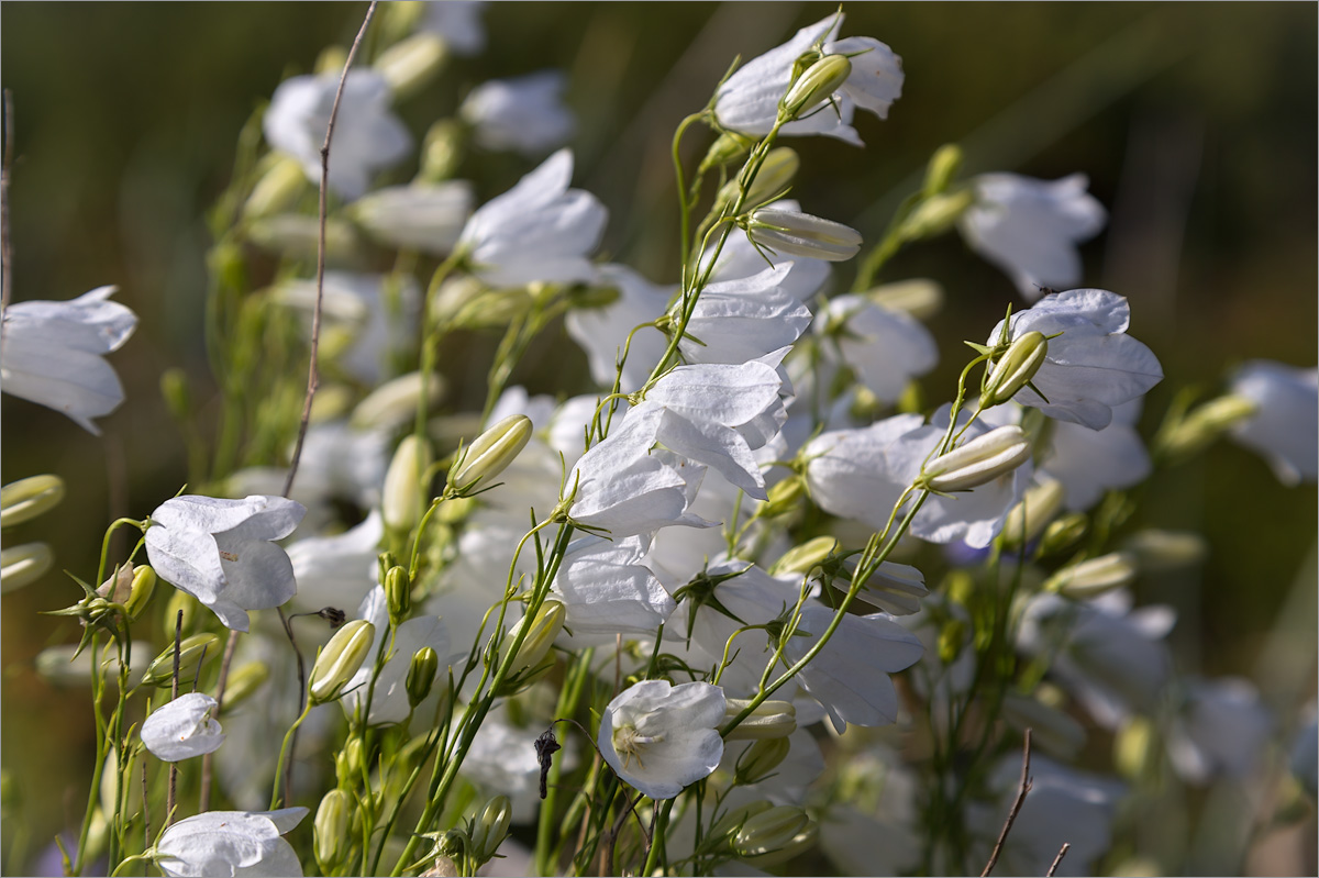 Image of Campanula rotundifolia specimen.