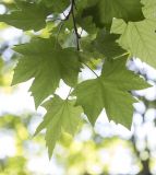 Platanus orientalis